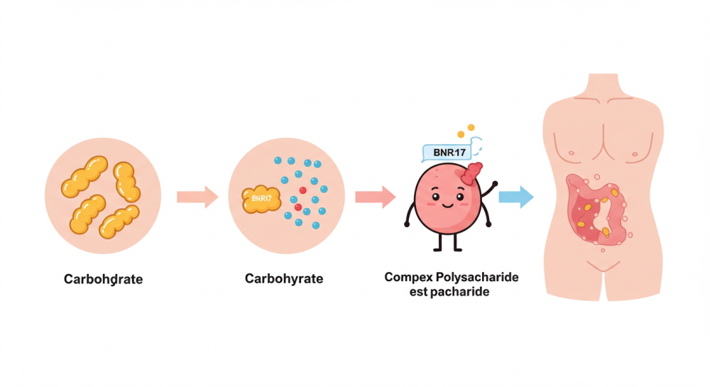 비엔날17 유산균 효능