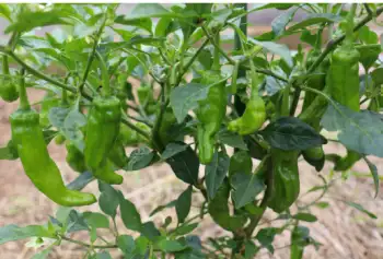 꽈리고추 효능 및 영양소