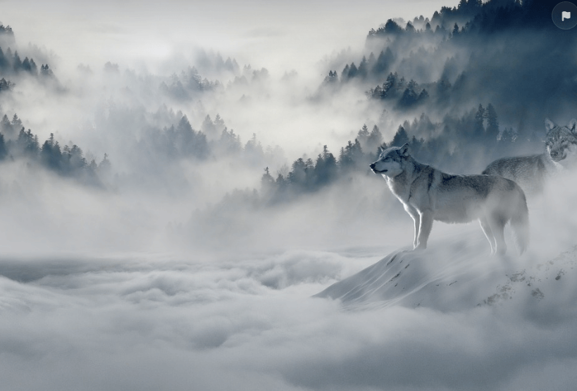 늑대 태몽 꿈 해몽 풀이