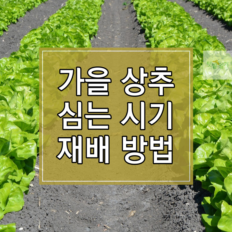 가을 상추 심는 시기 및 재배방법 썸네일