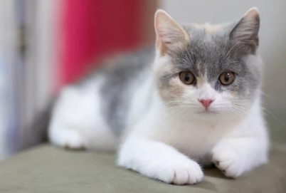 먼치킨 고양이/출처:어도비스톡