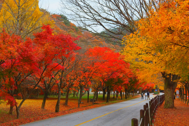 2025년 단풍 절정 시기 가이드, 여행 전 꼭 알아야 할 날짜와 명소 관련 사진