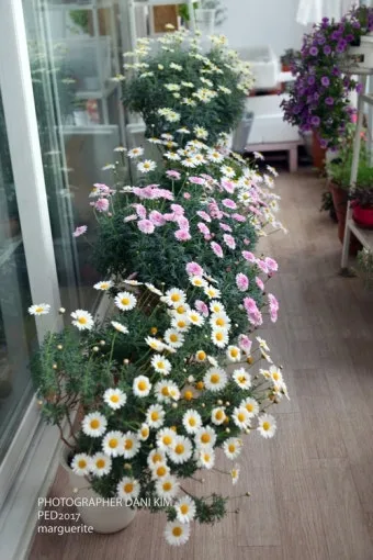 알레르기 배려 저자극실내식물 추천 흙먼지줄이기 수경재배 활용_6