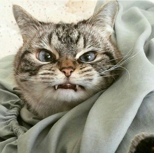 고양이 심장사상충