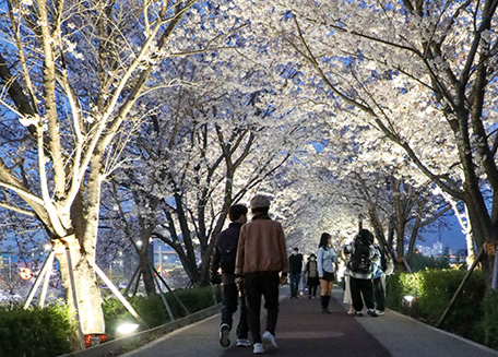 제8회 강서 낙동강 30리 벚꽃축제 행사장소 길찾기, 무료셔틀버스, 주차장 정보 확인