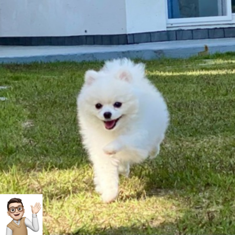 포메라니안