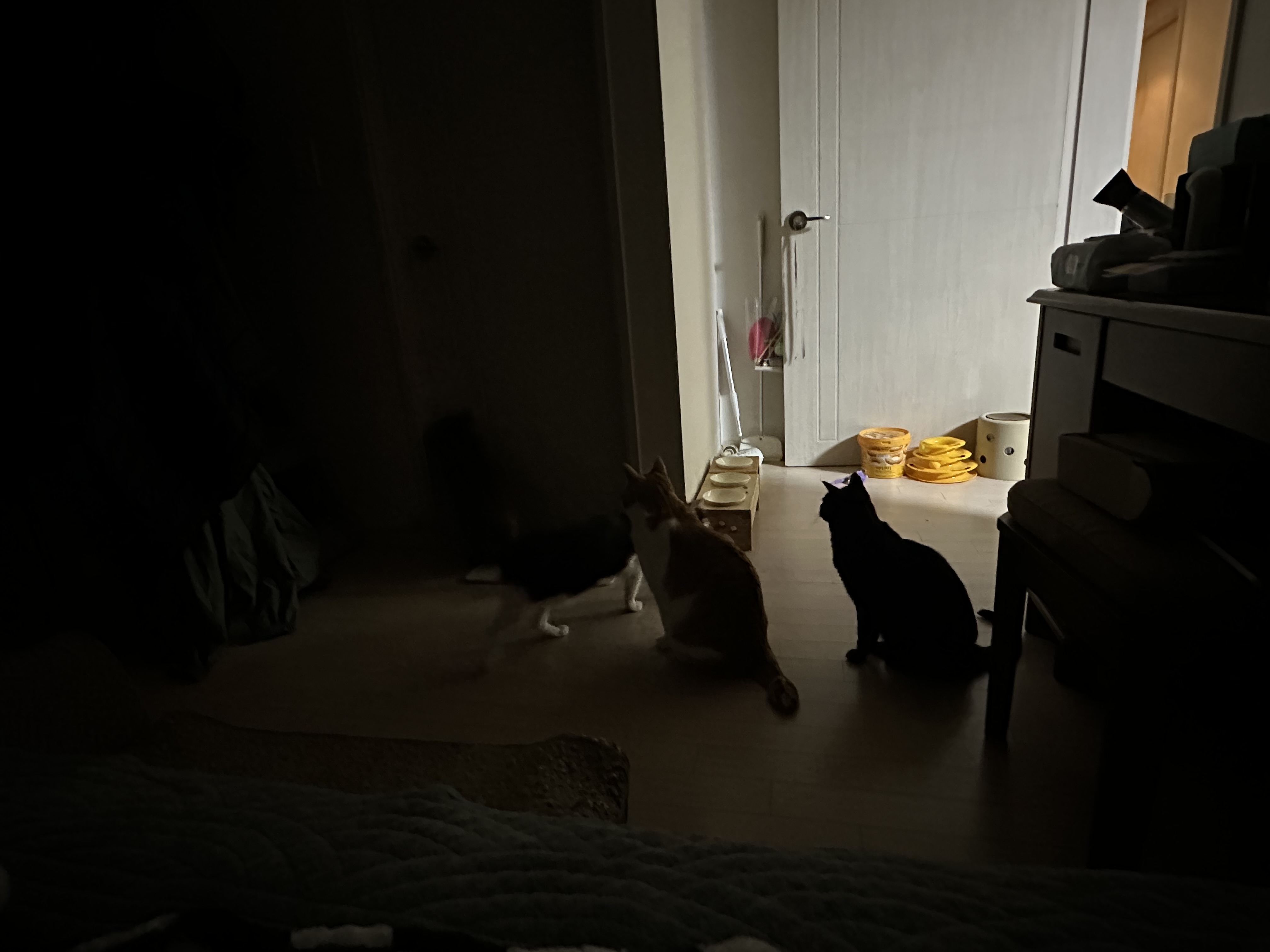 '아빠 괜찮냥~?!' 집사가 걱정되는 고양이들