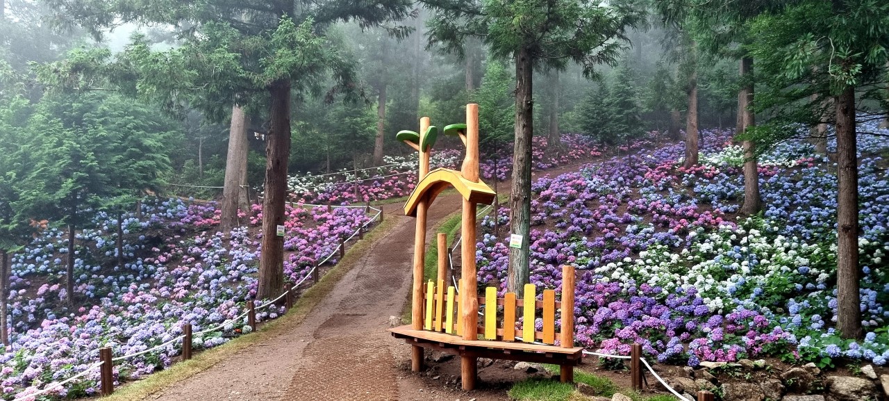 보성 숲정원 윤제림 수국