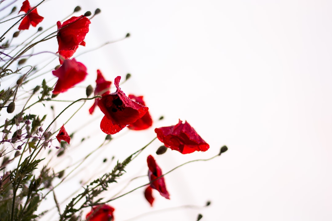 Poppy