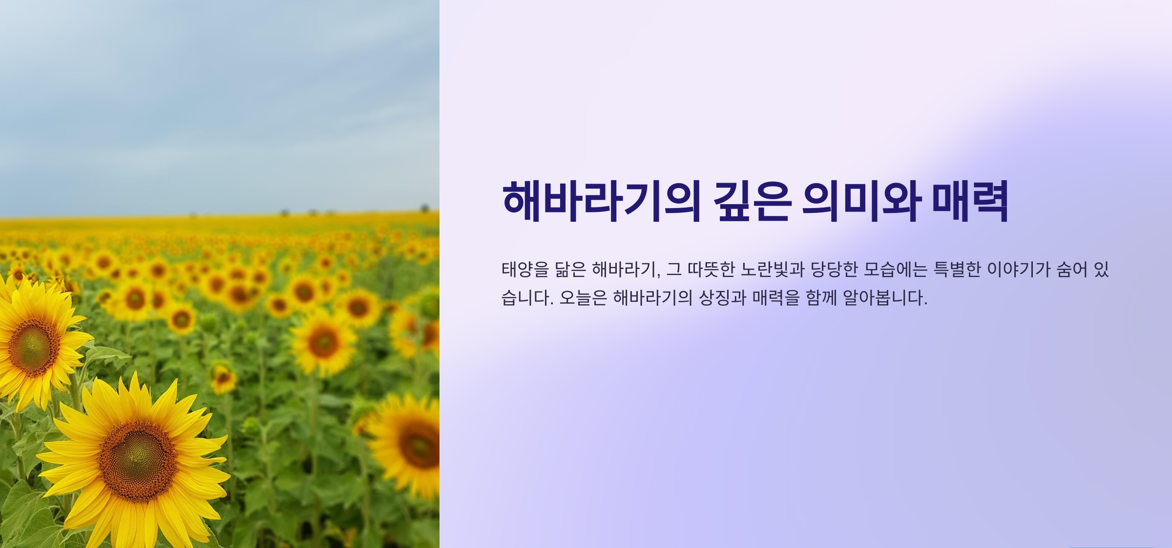 해바라기의 깊은 의미와 매력