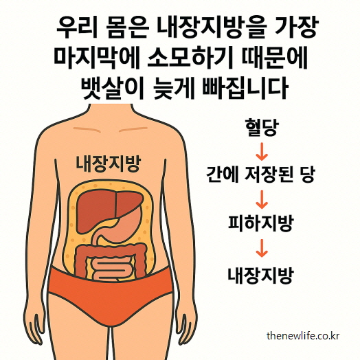 인체 그림과 함께 에너지 소비 순서(혈당 → 간 저장당 → 피하지방 → 내장지방)를 설명하는 다이어트 정보 인포그래픽