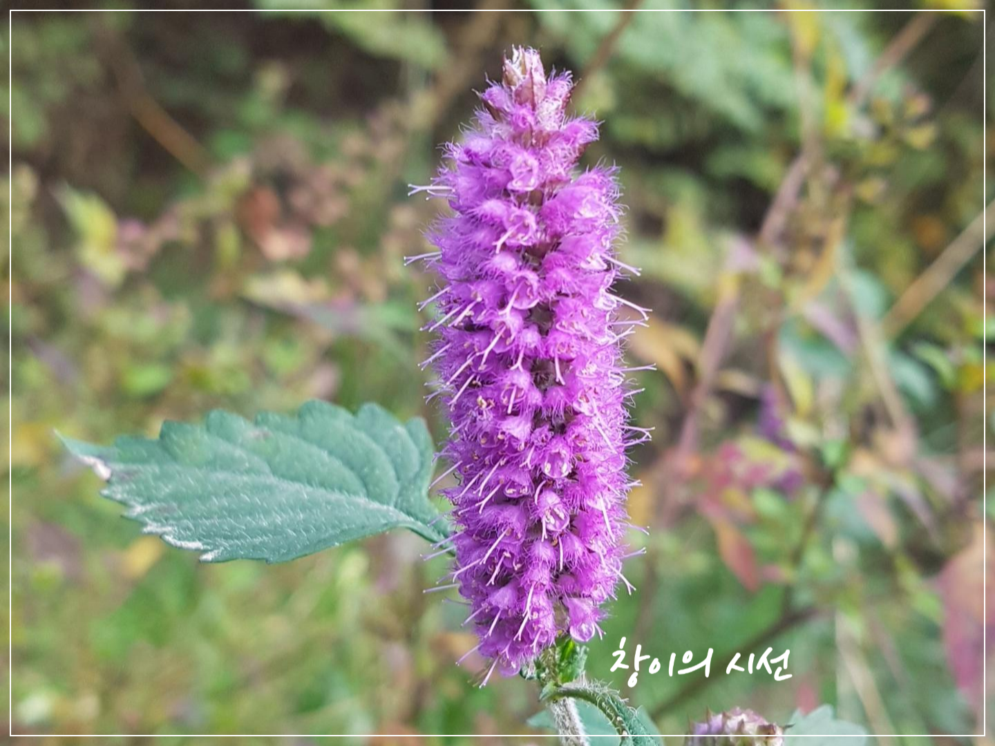 꽃향유, 꽃말, 여름꽃, 가을꽃, 야생화, 들꽃, 한국야생화