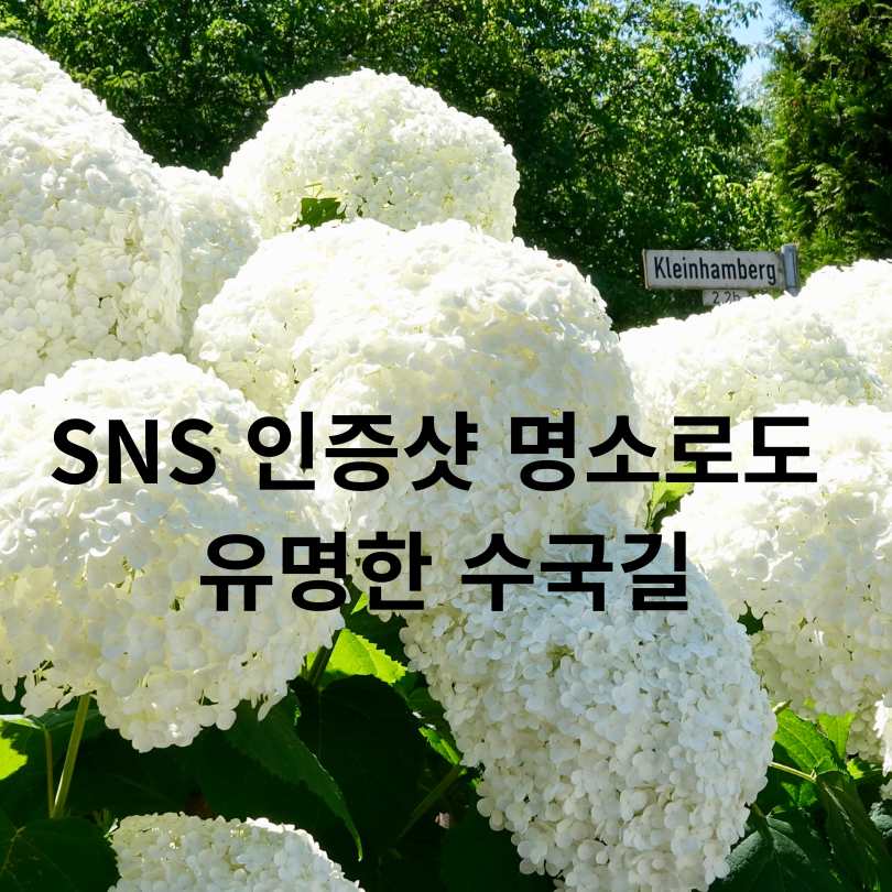 화담숲 수국 축제 