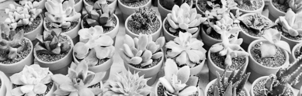 다육이 키우기, 다육이 키우는 법