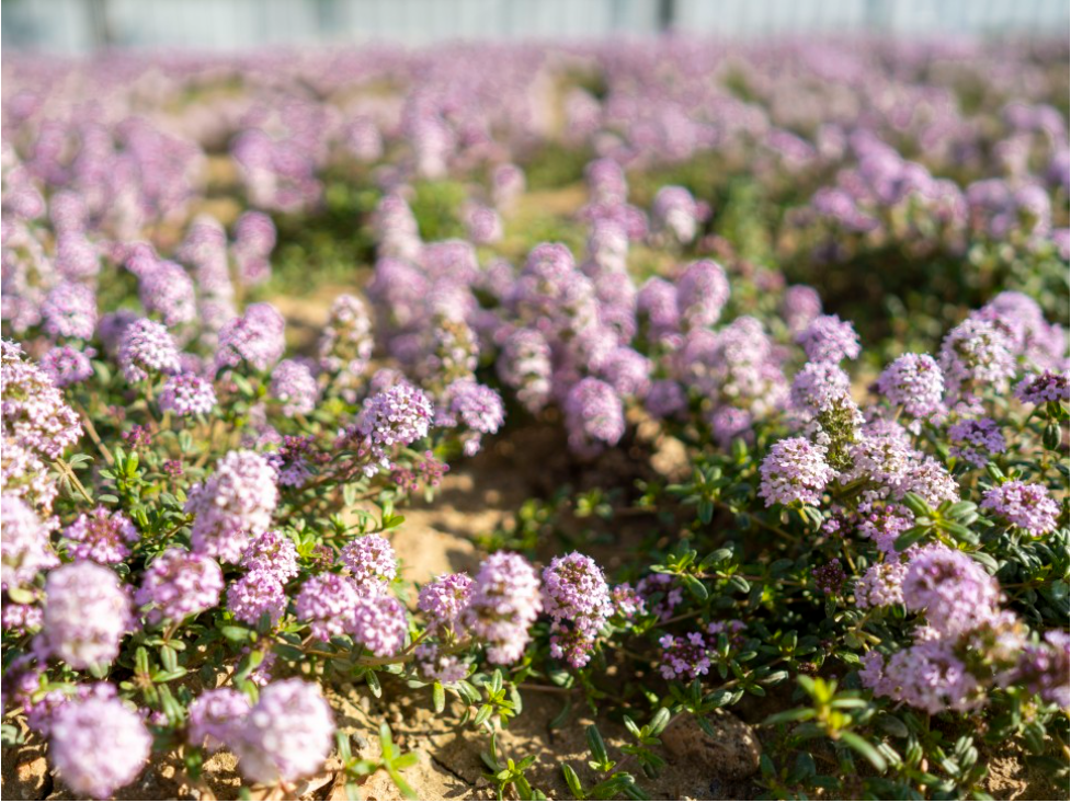 2023.구리 유채꽃축제.유채꽃 한강예술제.유채꽃 개화현황.주차