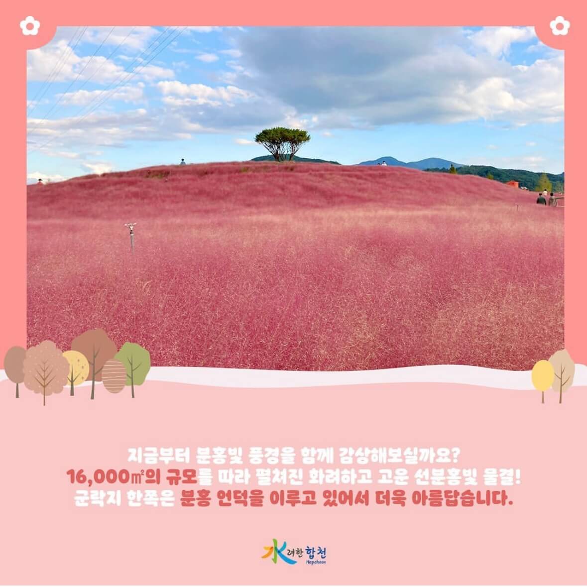 신소양 체육공원의 핑크뮬리