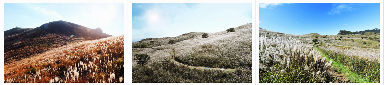 [경남 합천] 지역 가을 축제❘황매산 억새 축제❘기간, 일정, 실시간 개화 현황