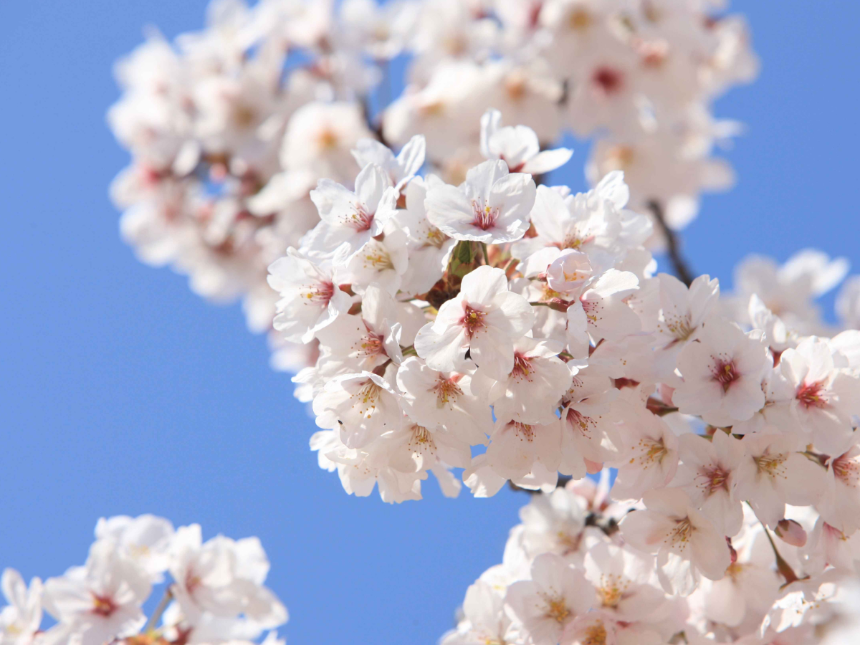 벚꽃 지는 시기 총정리: 지역별 벚꽃 엔딩 일정과 마지막 즐기는 꿀팁!