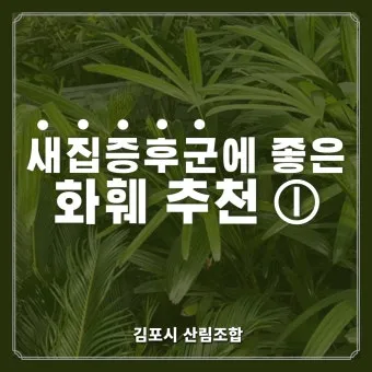 새집증후군 완화 식물선택 공기정화기능 배치 환기관리 가이드_5