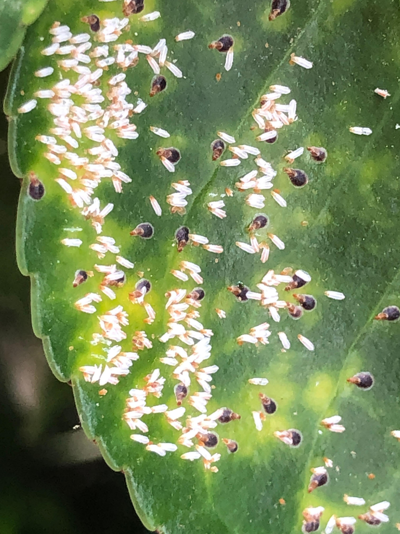 사철깍지벌레 암컷,수컷