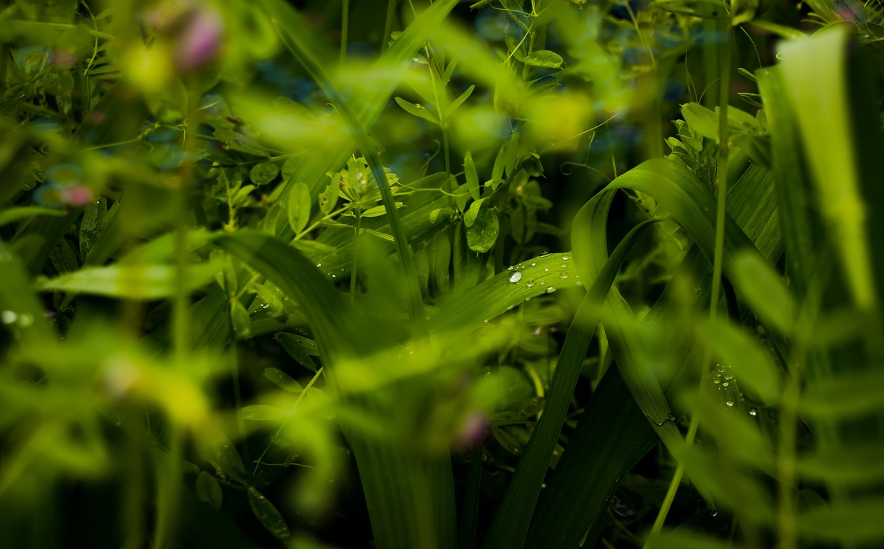 러브버그 란? 러브버그 퇴치법 : &amp;#39;붉은등우단털파리&amp;#39; 어떻게 없앨까?