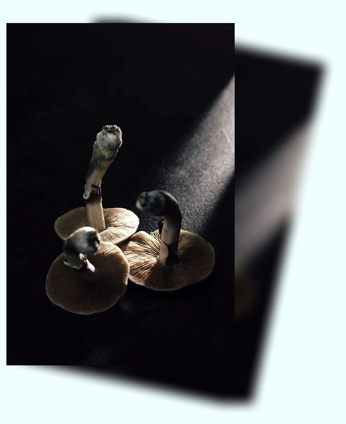 뇌 건강_1_subsection