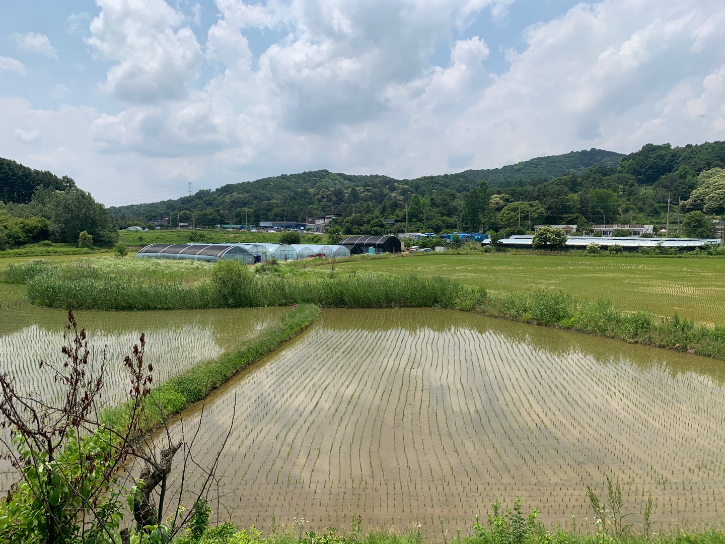 양평 하늘촌보리밥