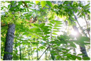 효양산