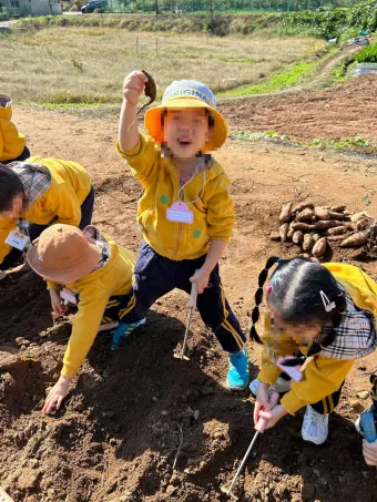 고구마캐는시기 딱 3가지 신호만 보세요 보관법까지 총정리로_5