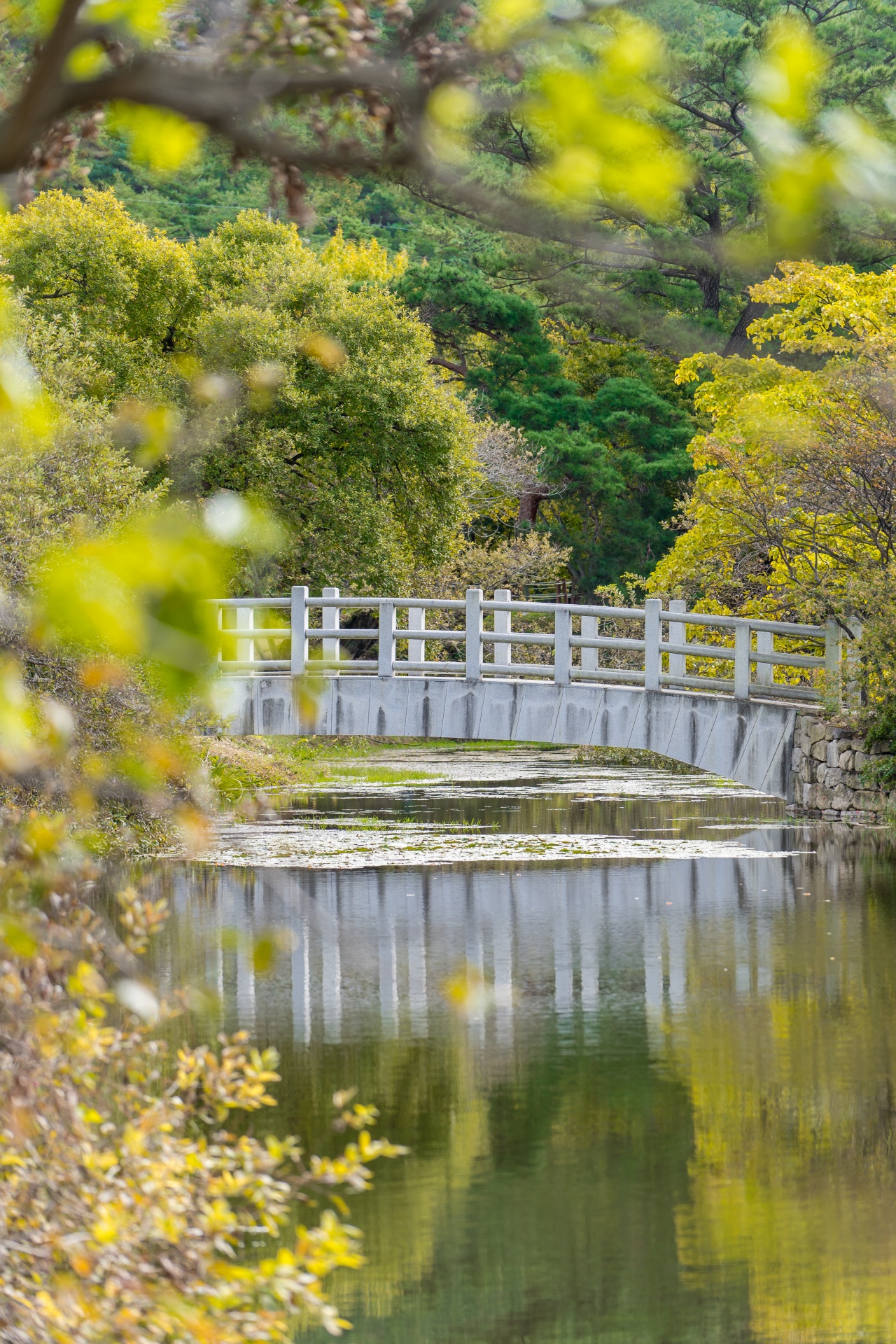 숲 속 연못 위 다리