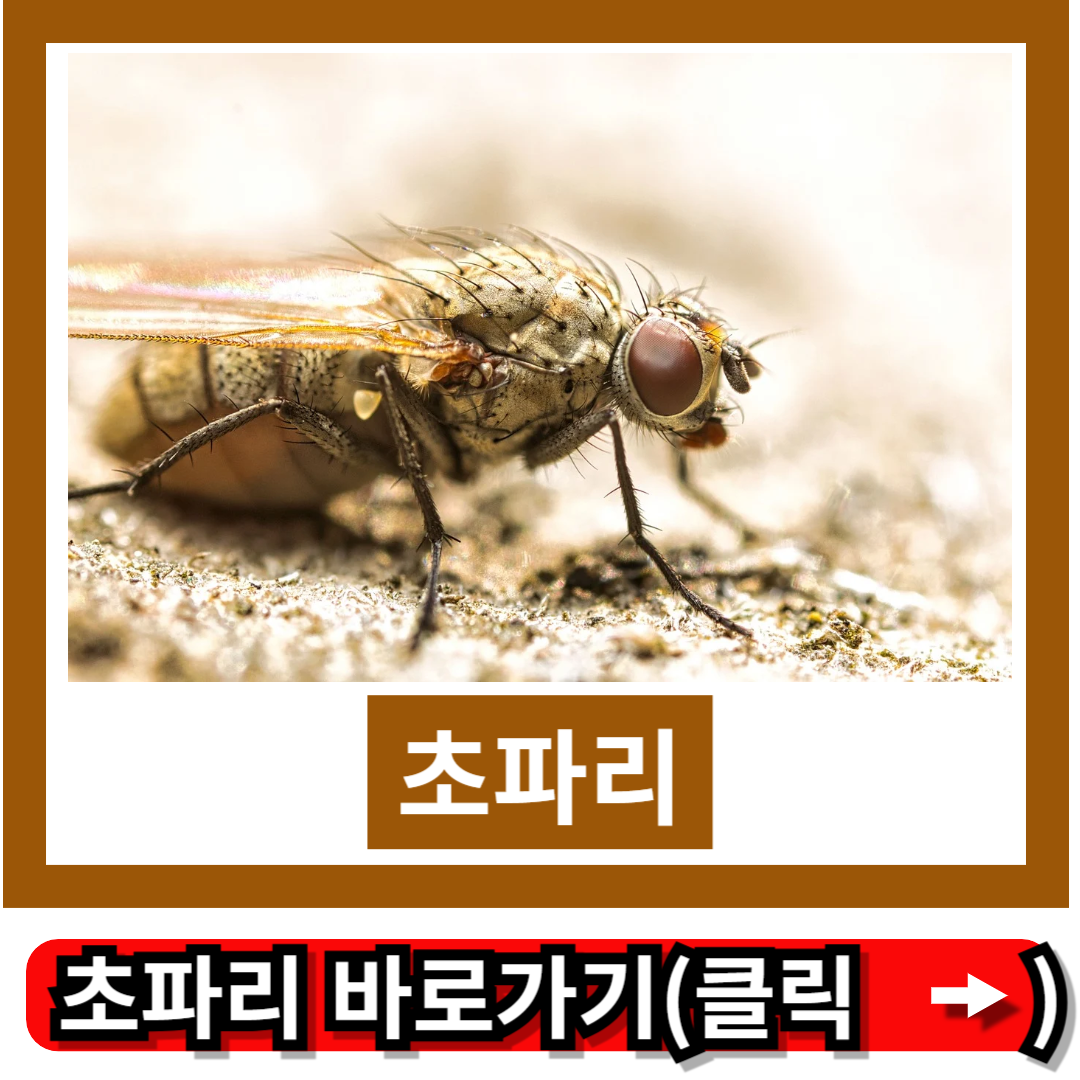 초파리