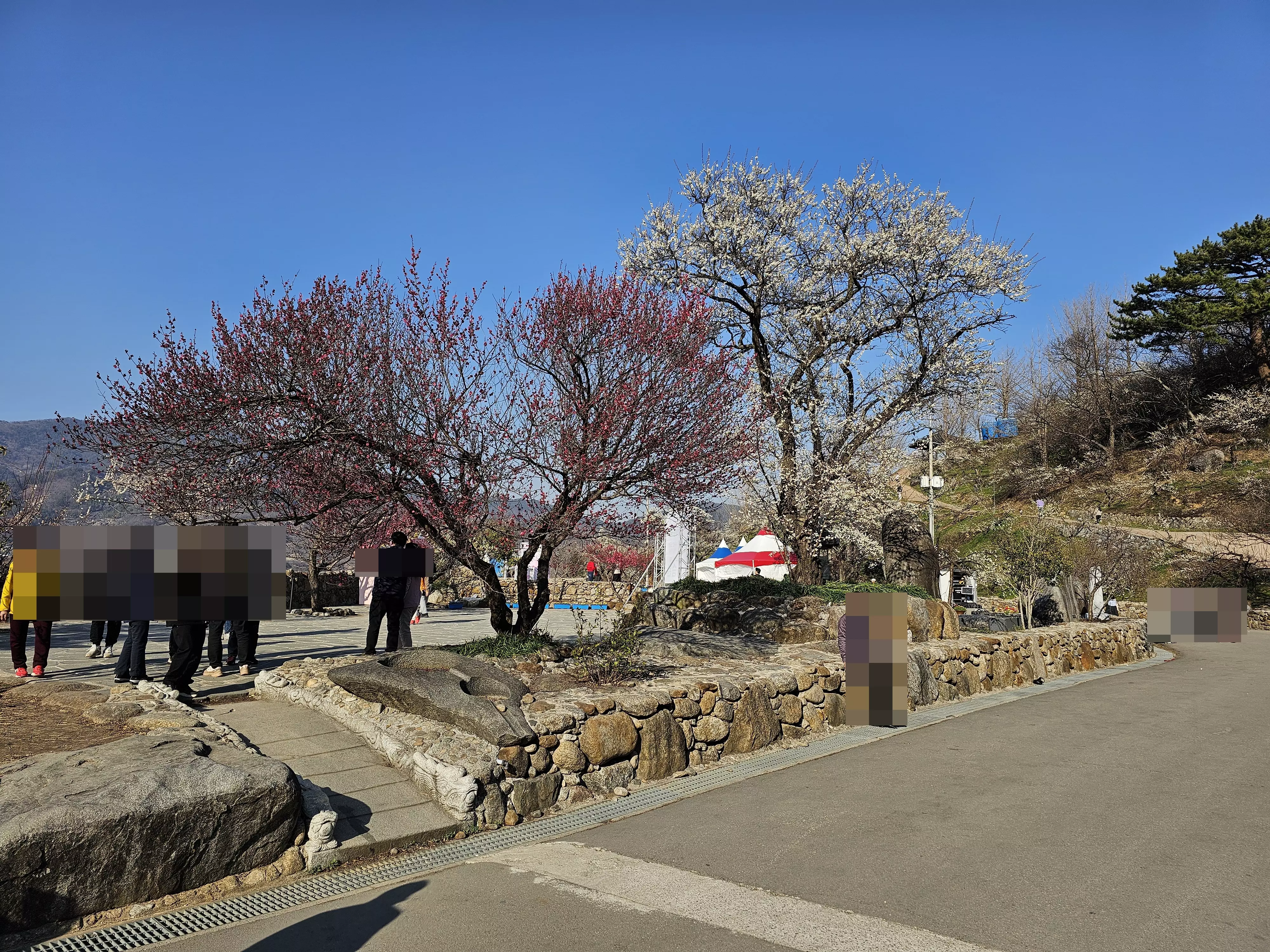 제23회 광양 매화축제