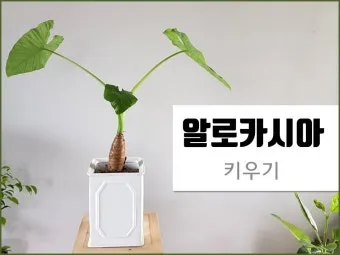 알로카시아 키우기 물주기 햇빛온도 관리 잎 크게 키우는 법_5