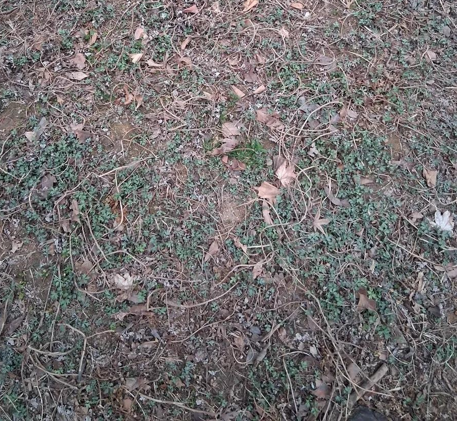 봄쑥 커가는 모습