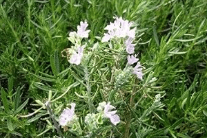 로즈마리효능13