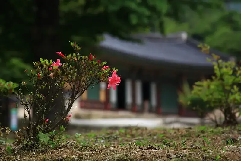 대흥사