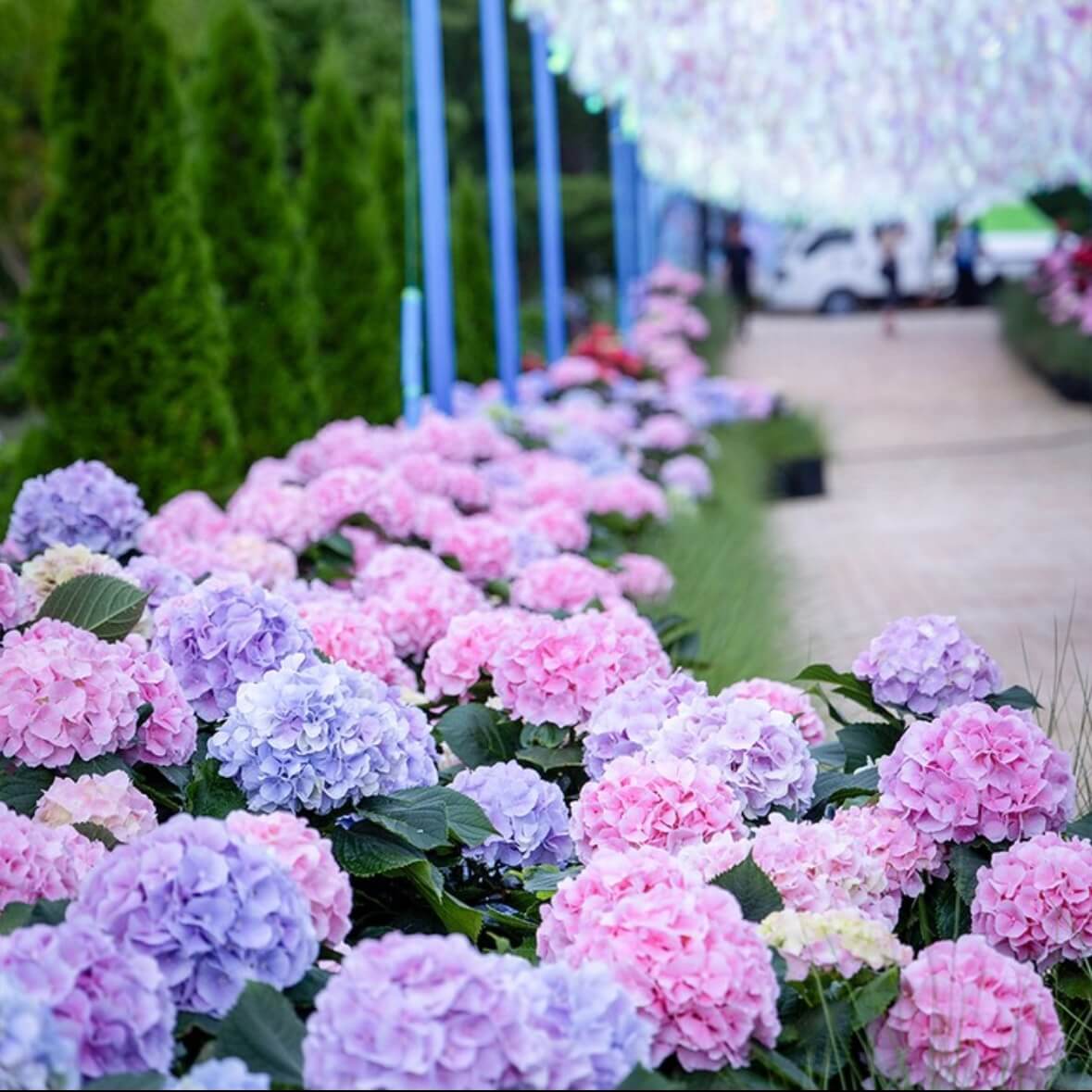 강진수국길축제