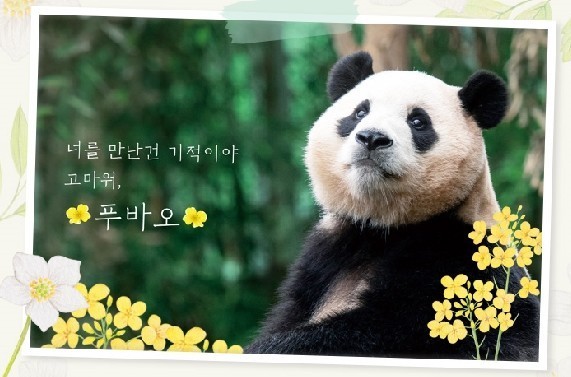 푸바오 반환