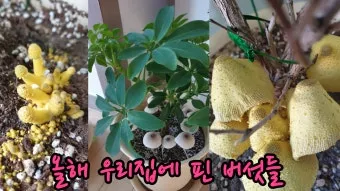 화분 베란다 단열 겨울철보온 커튼사용 찬바람차단 식물보호 요령_11