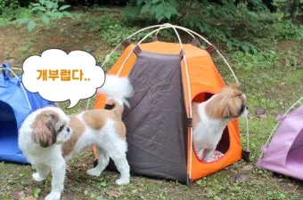 서울 마포 반려동물 캠핑장 도심 속 힐링 명소 가이드_18