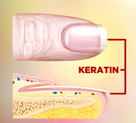 손톱에 세로줄이 생기는 이유