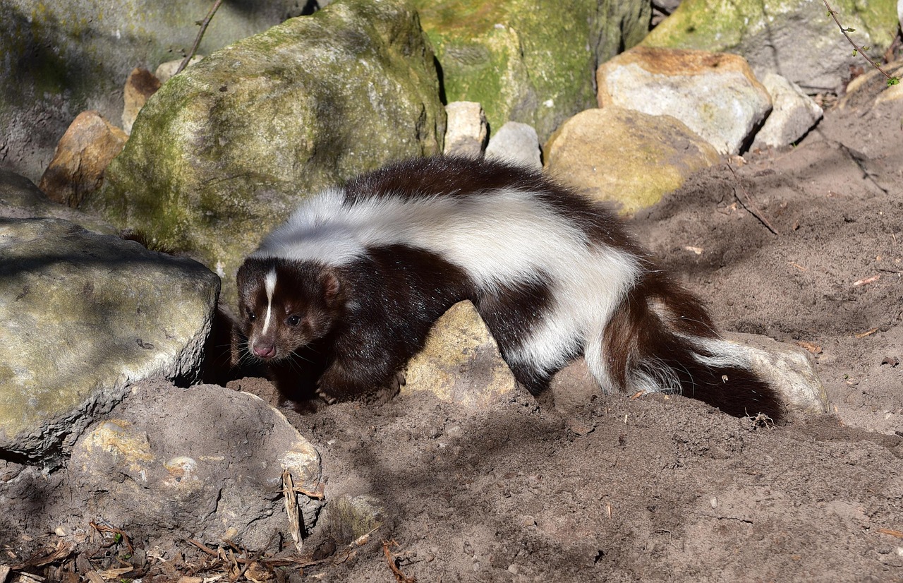 코를 바닥에 대고 냄새를 맡는 스컹크(Skunk)