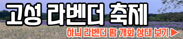 고성 라벤더 축제 개화 상황
