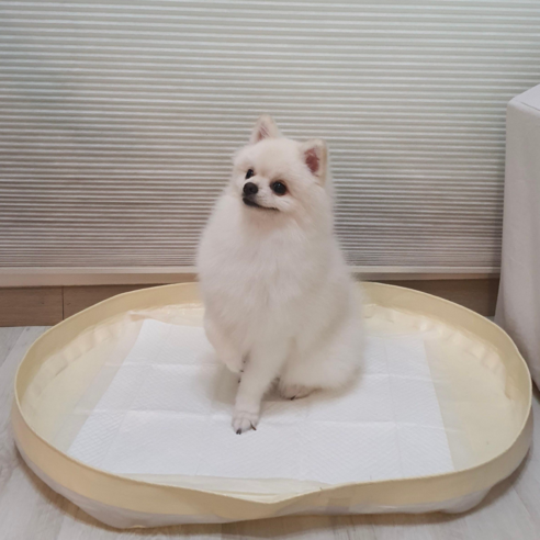 강아지배변매트 고르는 법, 추천정보