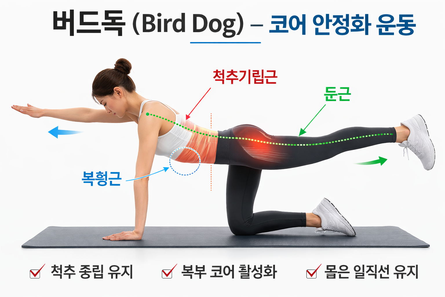 버드독 자세