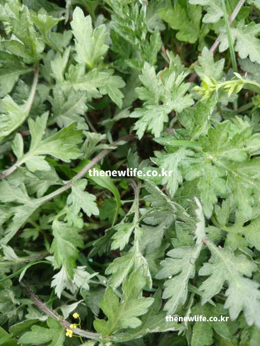 쑥 효능 면역력 강화 비타민 C