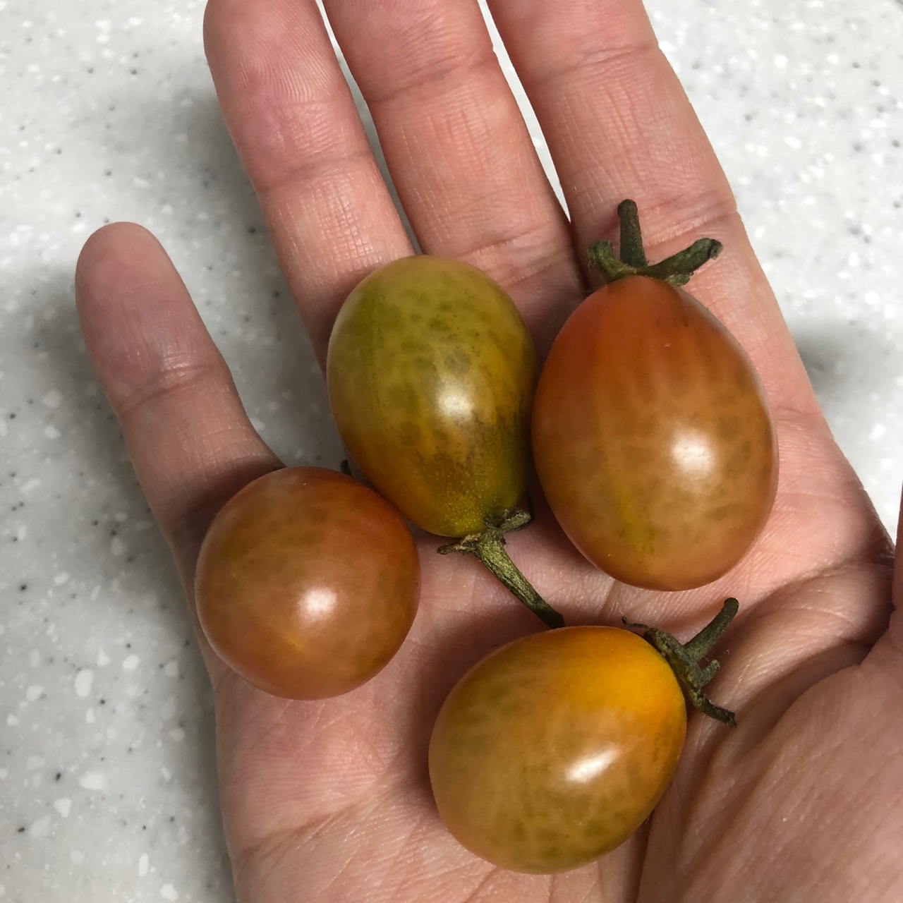 방울토마토 집에서 익히기 1일차