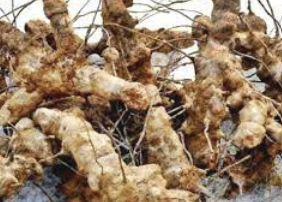 망개뿌리 효능 부작용 먹는법 술 채취시기 등 총정리(최신)