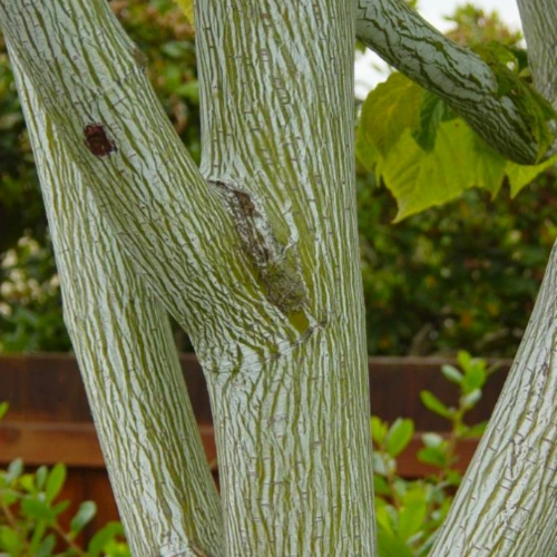 독특한 모양이 특징이 벌나무(산청목) 가지