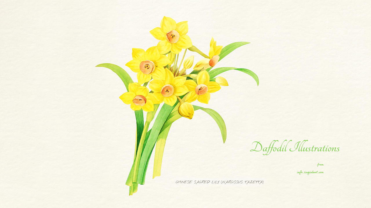 13 노란색 수선화 일러스트 C - Daffodil Illustrations 봄배경화면